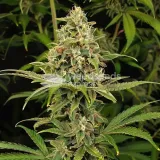 thumb of Chocolate Thai Feminized by WeedSeedsExpress grown by WSE