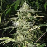 thumb of Chocolate Thai Feminized by WeedSeedsExpress grown by WSE