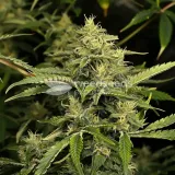 thumb of Chocolope Feminized by WeedSeedsExpress grown by WSE