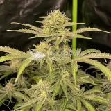 thumb of Colombian Gold Feminized by WeedSeedsExpress grown by WSE