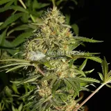 thumb of Colombian Gold Feminized by WeedSeedsExpress grown by WSE