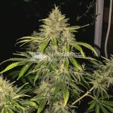 thumb of Critical 47 Feminized by WeedSeedsExpress grown by WSE