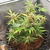 thumb of Critical Auto by WeedSeedsExpress grown by Mosquito_Haarlem_Holland