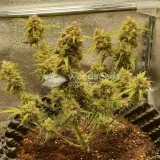thumb of Critical Auto by WeedSeedsExpress grown by Mosquito_Haarlem_Holland