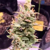 thumb of Critical Auto by WeedSeedsExpress grown by TigerLily4U