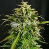 thumb of CBD Critical Mass by WeedSeedsExpress grown by Mrs_Larimar