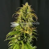 thumb of CBD Critical Mass by WeedSeedsExpress grown by Mrs_Larimar