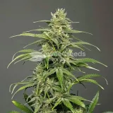 thumb of Crystal Feminized by WeedSeedsExpress grown by WSE