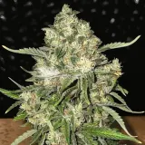 thumb of Crystal Feminized by WeedSeedsExpress grown by WSE