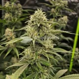 thumb of Crystal Feminized by WeedSeedsExpress grown by WSE