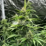 thumb of Diesel Feminized by WeedSeedsExpress grown by WSE