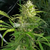 thumb of Diesel Feminized by WeedSeedsExpress grown by WSE