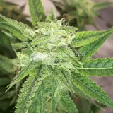 thumb of Do-si-Dos Auto by WeedSeedsExpress grown by Rock_n_Roll_Randy