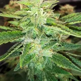 thumb of Do-si-Dos Auto by WeedSeedsExpress grown by Rock_n_Roll_Randy
