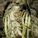 thumb of Do-si-Dos Auto by WeedSeedsExpress grown by Rock_n_Roll_Randy