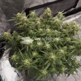 thumb of Do-si-Dos Auto by WeedSeedsExpress grown by Rock_n_Roll_Randy