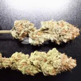 thumb of Do-si-Dos Auto by WeedSeedsExpress grown by Rock_n_Roll_Randy