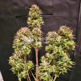 thumb of Fat Bastard Auto by WeedSeedsExpress grown by McBubatz