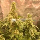 thumb of Fat Bastard Feminized by WeedSeedsExpress grown by Rangaku