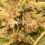 thumb of Fat Bastard Feminized by WeedSeedsExpress grown by Rangaku