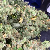 thumb of Fat Bastard Feminized by WeedSeedsExpress grown by Rangaku
