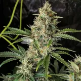 thumb of Fire OG Feminized by WeedSeedsExpress grown by WSE