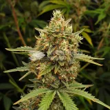 thumb of Fire OG Feminized by WeedSeedsExpress grown by WSE