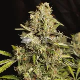 thumb of Fire OG Feminized by WeedSeedsExpress grown by WSE