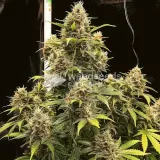 thumb of Forbidden Fruit Feminized by WeedSeedsExpress grown by WSE