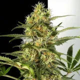 thumb of Forbidden Fruit Feminized by WeedSeedsExpress grown by WSE