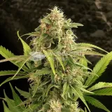 thumb of Forbidden Fruit Feminized by WeedSeedsExpress grown by WSE