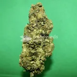 thumb of Fruity Pebbles Feminized by WeedSeedsExpress grown by silky_smooth