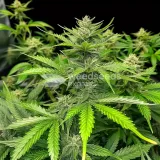 thumb of Future #1 Feminized by WeedSeedsExpress grown by WSE