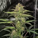 thumb of G13 Feminized by WeedSeedsExpress grown by WSE