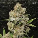 thumb of G13 Feminized by WeedSeedsExpress grown by WSE