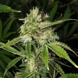 thumb of GMO Cookies Feminized by WeedSeedsExpress grown by WSE