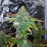 thumb of GMO Cookies Feminized by WeedSeedsExpress grown by Rock_n_Roll_Randy