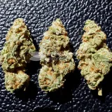 thumb of GMO Cookies Feminized by WeedSeedsExpress grown by Rock_n_Roll_Randy