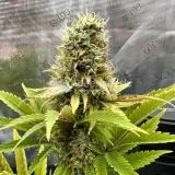 thumb of Ghost Train Haze by WeedSeedsExpress grown by Papa_T