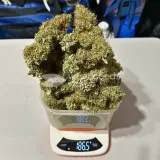thumb of Ghost Train Haze by WeedSeedsExpress grown by Papa_T