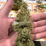thumb of Ghost Train Haze by WeedSeedsExpress grown by Papa_T