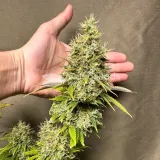 thumb of Ghost Train Haze by WeedSeedsExpress grown by Papa_T