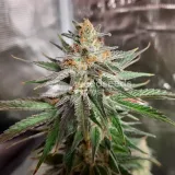 thumb of Ghost Train Haze by WeedSeedsExpress grown by Rock_n_Roll_Randy