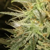 thumb of Girl Scout Cookies Auto by WeedSeedsExpress grown by Mosquito_Haarlem_Holland