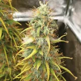 thumb of Girl Scout Cookies Auto by WeedSeedsExpress grown by Mosquito_Haarlem_Holland