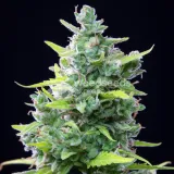thumb of Girl Scout Cookies Auto by WeedSeedsExpress grown by cannabeast40weed