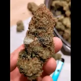 thumb of Girl Scout Cookies by WeedSeedsExpress from YouTube