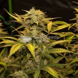 thumb of Golden Goat Feminized by WeedSeedsExpress grown by WSE