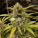 thumb of Golden Goat Feminized by WeedSeedsExpress grown by WSE