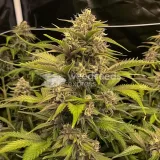 thumb of Golden Goat Feminized by WeedSeedsExpress grown by WSE